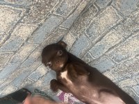 Şivava yavru dişi