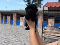 Maltipoo yavrusu köpeklerimiz