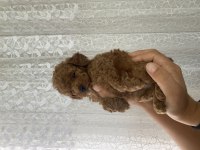 Toy poodle bebekler