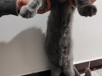 Tamamen sağlıklı 2 güzel british shorthair