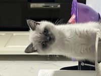 British Blue Point