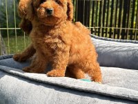 Toy Poodle Bebeklerimiz