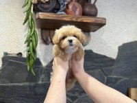 Korean Teacup Maltipoo Bebekler