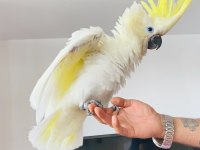TRİTON SÜLFÜR KAKADU YAVRUSU BEBEK PAPAĞAN