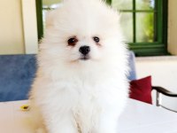Pomeranian Boo Yavrular
