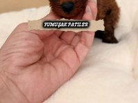 Red Toy Poodle