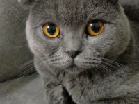 Acil sahiplendirme scottish fold