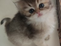 Safkan british longhair bebekler