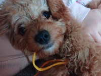 2 Aylık Yavru Maltipoo Dişi