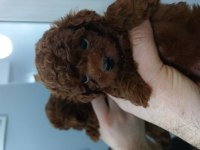 Kore tea cup poodle yavruları