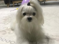 Kore anne babadan maltese bebekler