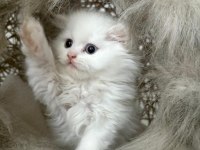 British Longhair Kedisi