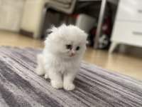 Yavrularımız sahiplendirilecek british longhair