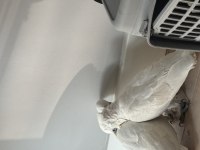 9 aylık dişi ve erkek Kakadu