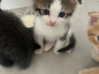 Scottish Fold Kırması