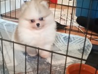 Pomeranian boo köpeğimiz