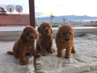Toy poodle yavrular