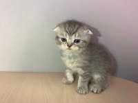 Erkek scottish fold yavru