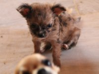 Harika erkek chihuahua bebek