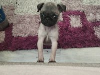 2 AYLIK DİŞİ PUG