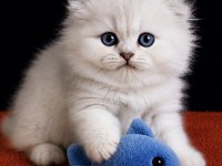 Scottish Fold Silver Longhair