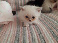 2 AYLIK BLUE POİNT BRİTİSH LONGHAİR KEDİLERİMİZ