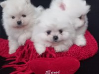 Ayı surat pomeranian bebekler