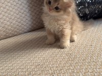 Safkan British Longhair yavrular