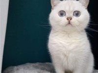 British Shorthair Kedilerim