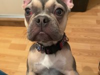 BLUE FRENCH BULLDOG