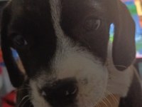 Elizabeth Beagle Erkek Son 1 Adet