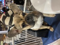 French bulldog köpeği