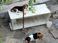 Erkek/Dişi Beagle