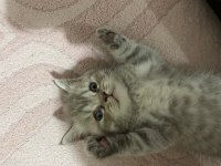 14 Mayıs doğumlu british shorthair