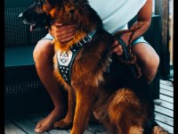 Safkan a kalite alman çoban köpeği yavrusu