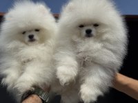 Petmode köpek çifrliğinden sçr li pomeranian
