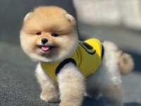 Show Kalite Ayı Surat Pomeranian Yavrularımız