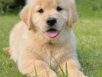 ANATOMİ HARİKASI GOLDEN RETRİEVER BEBEKLER