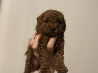 2 buçuk aylık aşılı erkek poodle yavrular