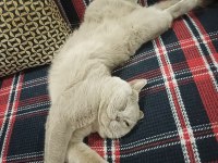 Acil Sahiplendirme british shorthair