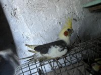 Sahibinden Sultan Papağanları İçin Ulaşın
