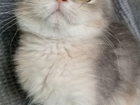 British shorthair dişi yavru