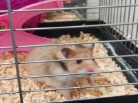Yavru Suriye Hamster