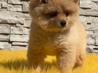 Pomeranian boo yavru