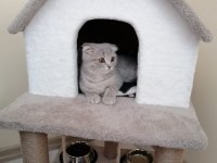 Scottish fold kedisi
