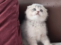 Scottish Fold Silver Dişi