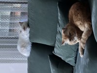 Exotic shorthair kediler