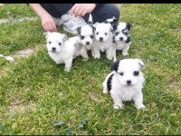 SIFIR NUMARA MASKELİ MALTESE YAVRULAR