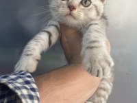 Erkek british shorthair