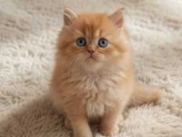 Red ve Red Bicolor British Longhair erkek yavrularımız